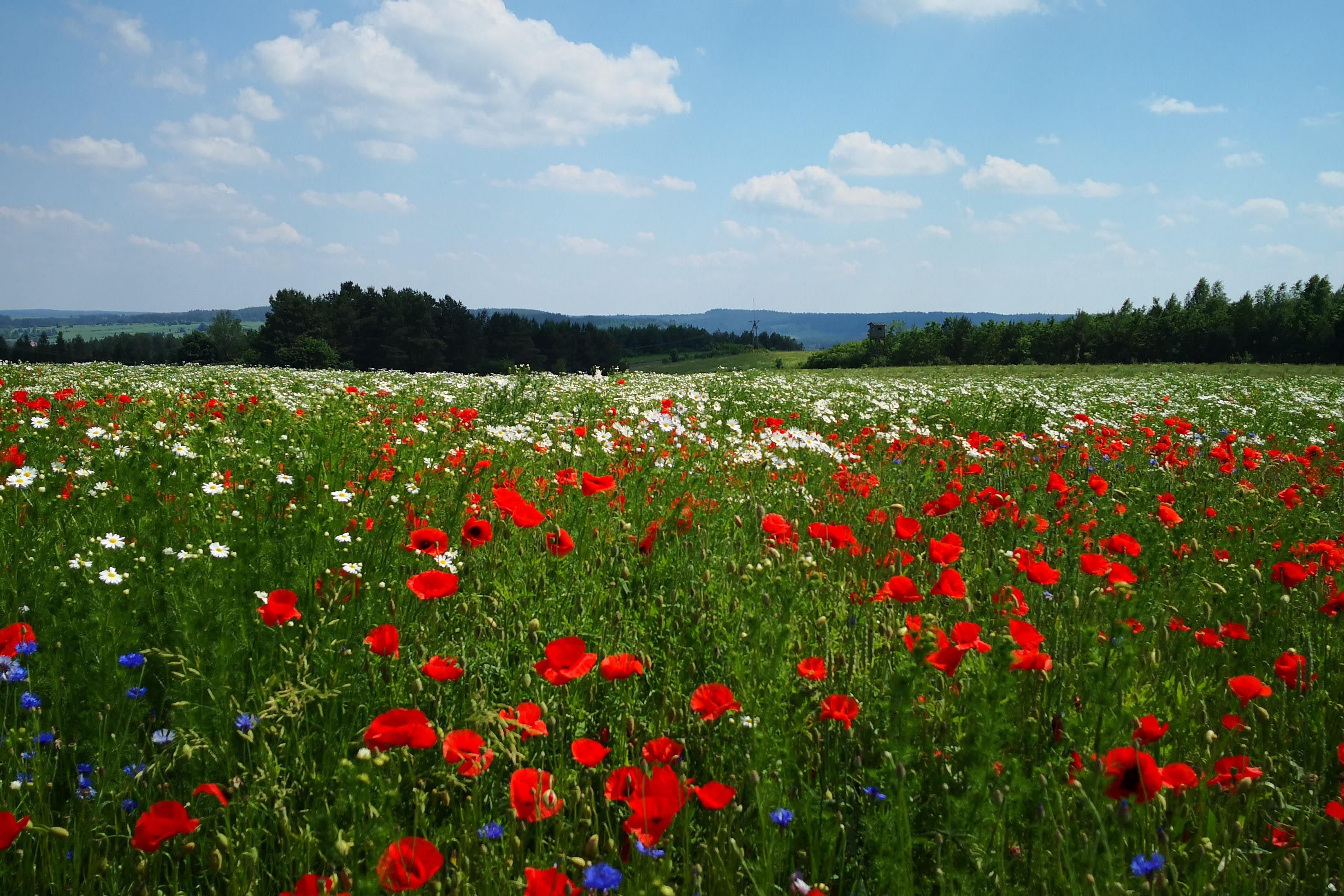 Widoki na malowniczym Roztoczu